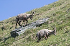 alpine ibexes