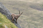 standing alpine ibex