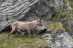 alpine ibex