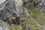 standing alpine ibex