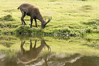 Alpine ibex