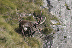 Alpine ibex