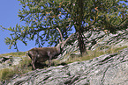 Alpine ibex
