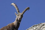 Alpine ibex