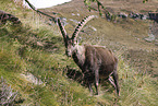 Alpine ibex