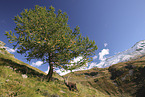 Alpine ibex