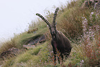 Alpine ibex