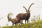 Alpine ibex