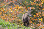 Alpine ibex