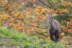 Alpine ibex