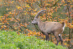 Alpine ibex