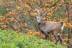 Alpine ibex