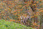 Alpine ibex