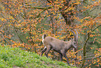 Alpine ibex