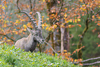 Alpine ibex