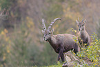 Alpine ibex