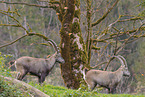 Alpine ibex