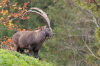Alpine ibex