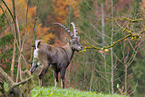 Alpine ibex