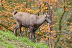 Alpine ibex