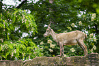alpine ibex