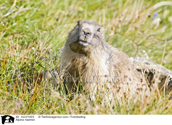 Alpine marmot / HJ-01003