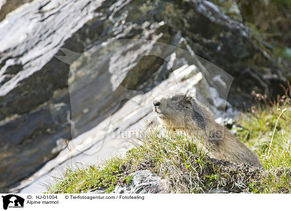 Alpenmurmeltier / Alpine marmot / HJ-01004