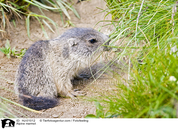 Alpenmurmeltier / Alpine marmot / HJ-01012