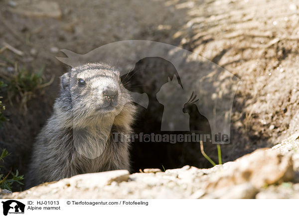 Alpine marmot / HJ-01013