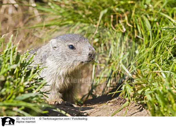 Alpenmurmeltier / Alpine marmot / HJ-01014