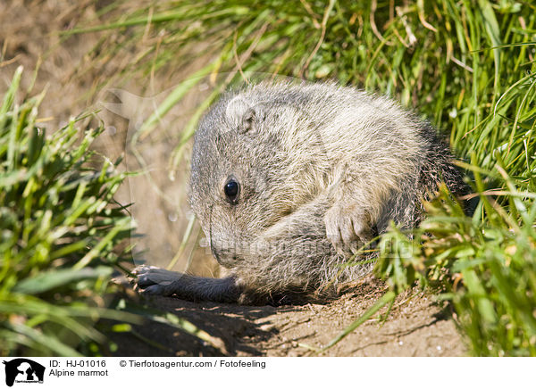 Alpenmurmeltier / Alpine marmot / HJ-01016