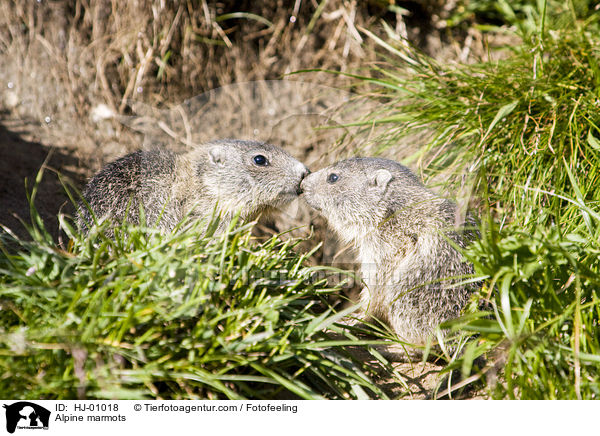 Alpenmurmeltiere / Alpine marmots / HJ-01018