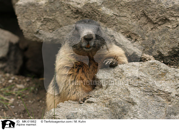 Alpine marmot / MK-01862
