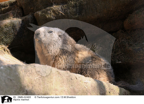 Alpenmurmeltier / Alpine marmot / DMS-02465