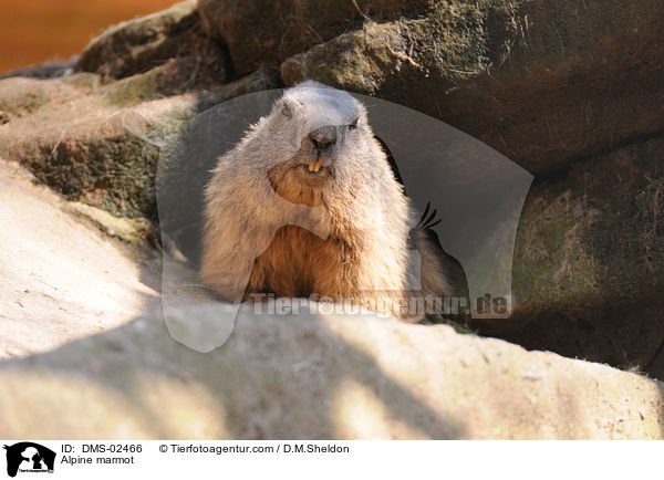 Alpenmurmeltier / Alpine marmot / DMS-02466