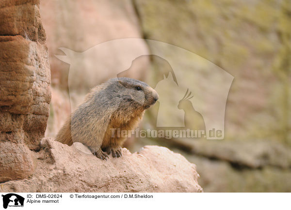 Alpenmurmeltier / Alpine marmot / DMS-02624
