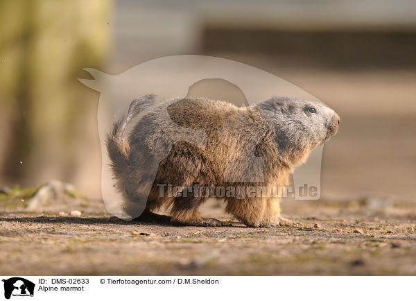 Alpenmurmeltier / Alpine marmot / DMS-02633