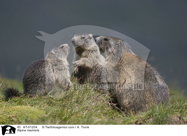 Alpenmurmeltiere / Alpine marmots / AT-01204