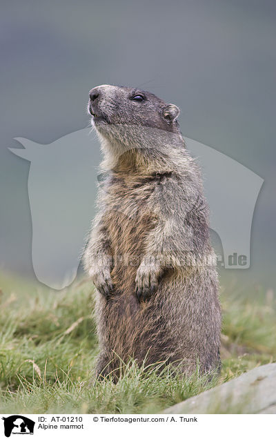 Alpenmurmeltier / Alpine marmot / AT-01210