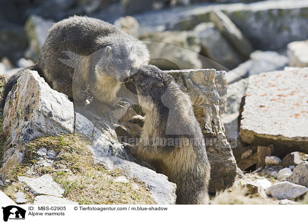 Alpenmurmeltiere / Alpine marmots / MBS-02905