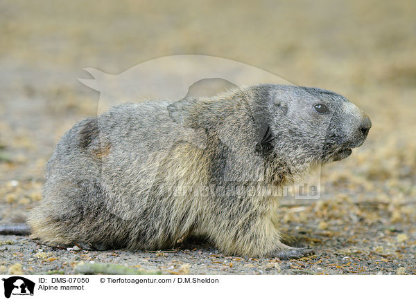 Alpenmurmeltier / Alpine marmot / DMS-07050