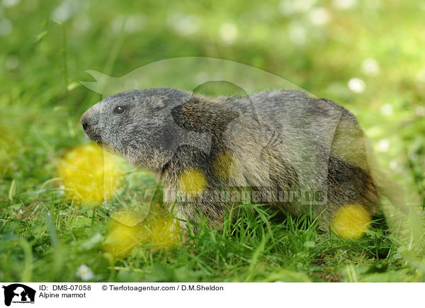 Alpenmurmeltier / Alpine marmot / DMS-07058