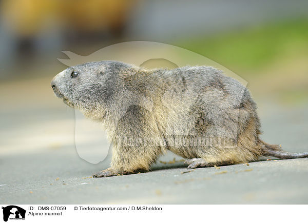 Alpenmurmeltier / Alpine marmot / DMS-07059