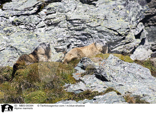 Alpenmurmeltiere / Alpine marmots / MBS-08384