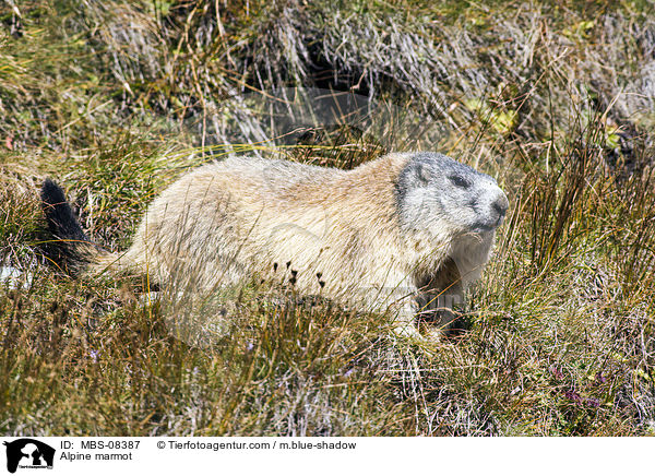 Alpenmurmeltier / Alpine marmot / MBS-08387