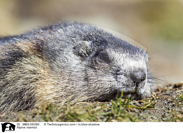 Alpenmurmeltier / Alpine marmot / MBS-08389