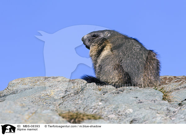 Alpenmurmeltier / Alpine marmot / MBS-08393