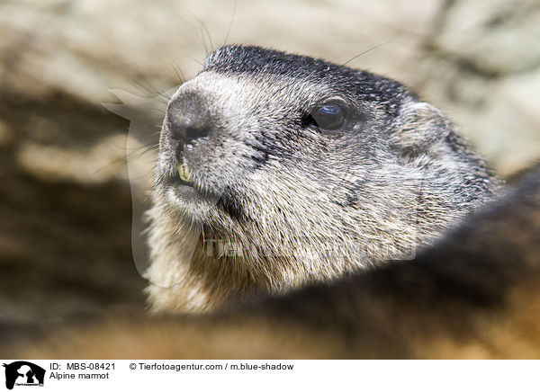 Alpenmurmeltier / Alpine marmot / MBS-08421