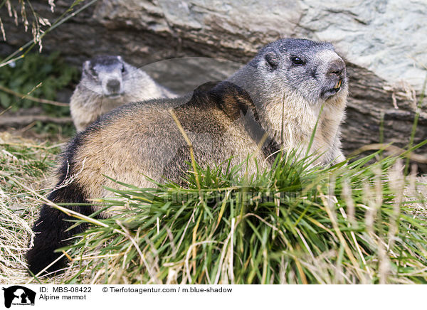 Alpine marmot / MBS-08422