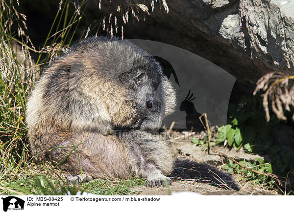 Alpenmurmeltier / Alpine marmot / MBS-08425